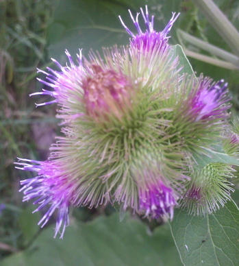 flower closeup.jpg